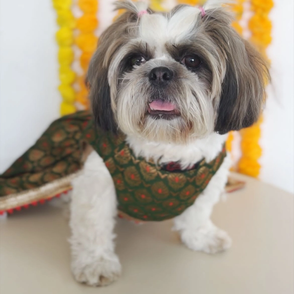 Pawgypets Brocade Lehenga for Dogs and Cats (Green)