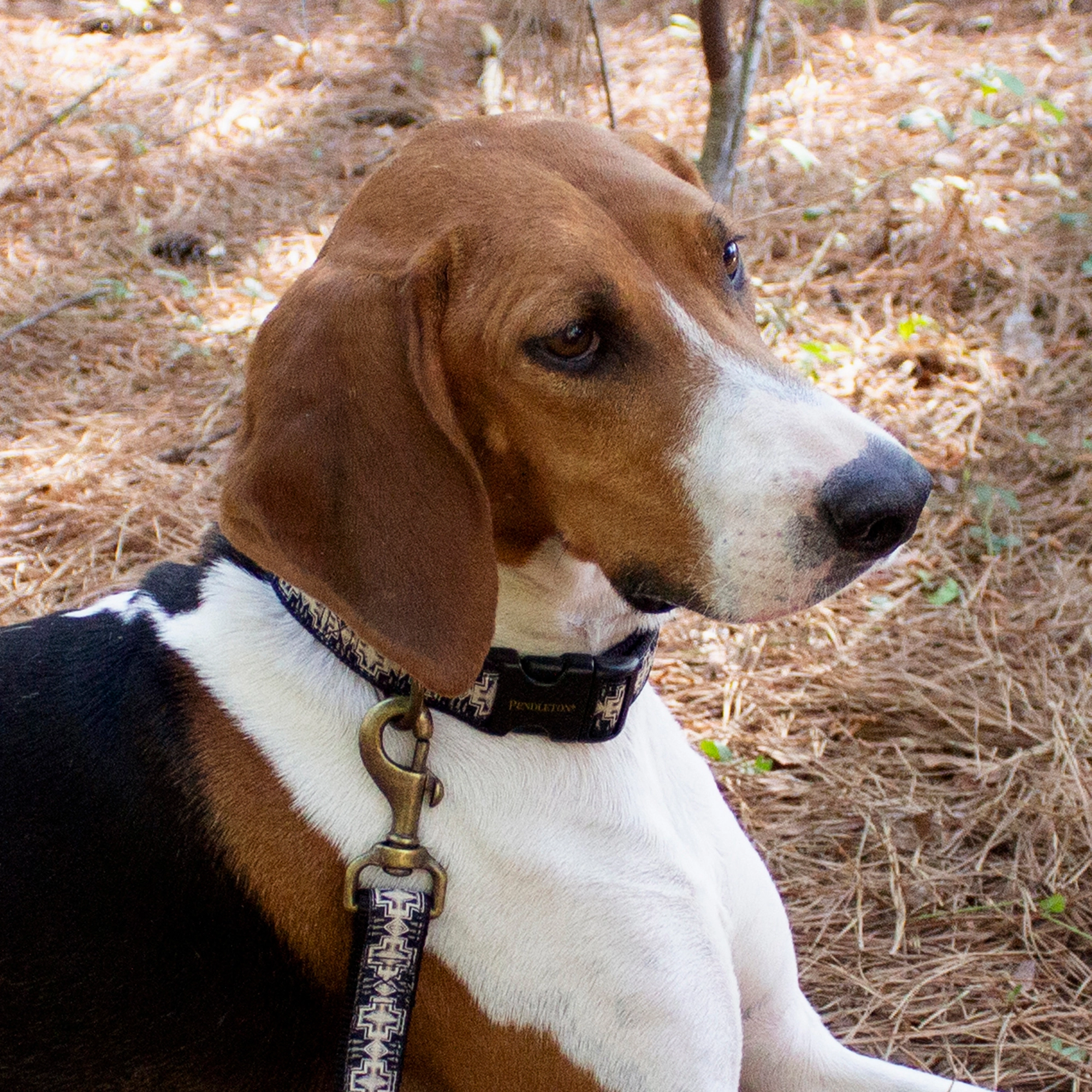 Pendleton Classics Collar | Harding
