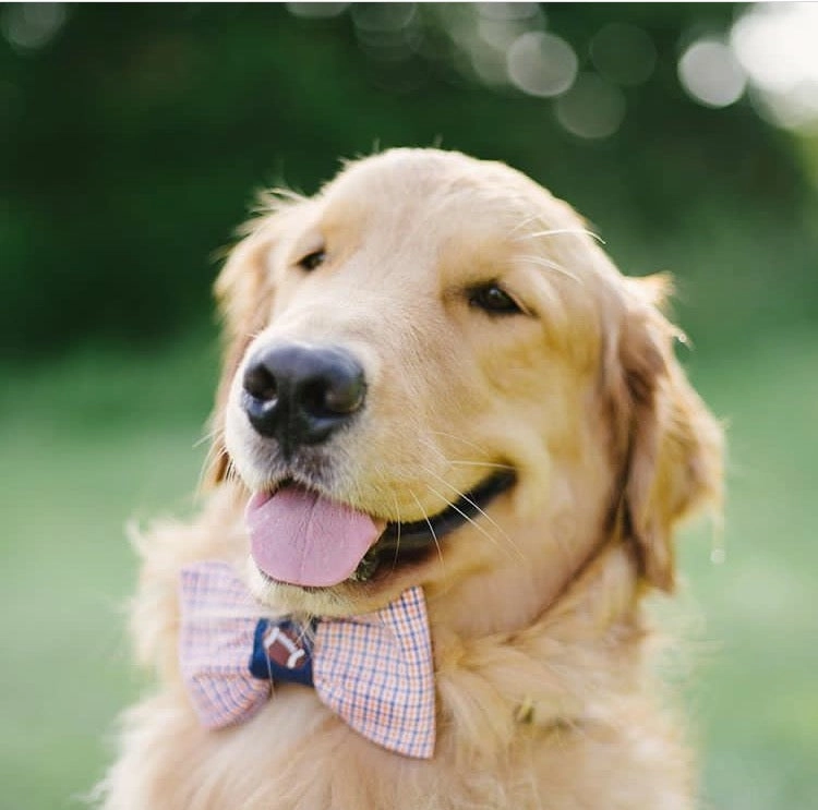 Preppy Navy and Orange Gingham Auburn Tigers Football Dog Bow Tie Collar