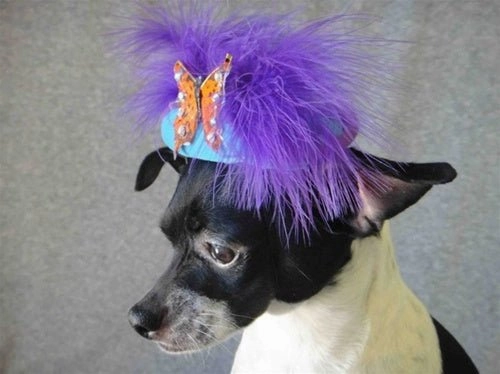 Purple Feather Orange Butterfly Teal Hat - Cat or Dog