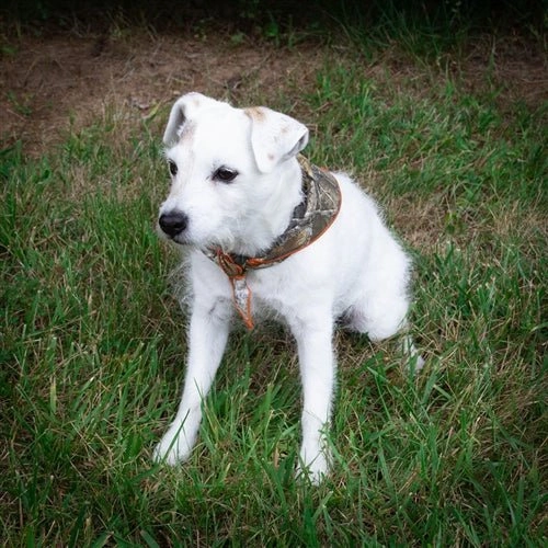 Real Tree Camo Classic Tie Dog Bandana