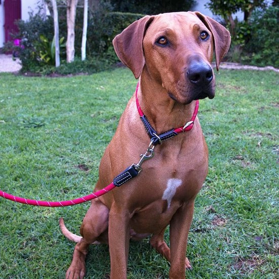 Rogz Rope Dog Lead Medium
