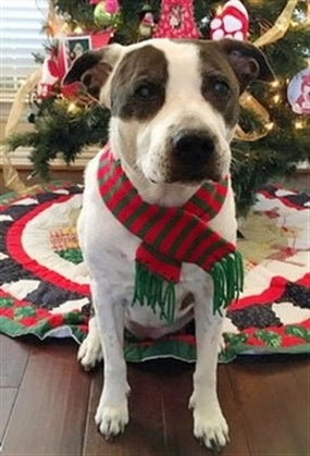 Sassy Scarf - Red/Green