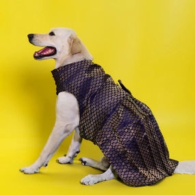Skatrs Brocade Gold Printed Dress for Dogs and Cats (Blue)