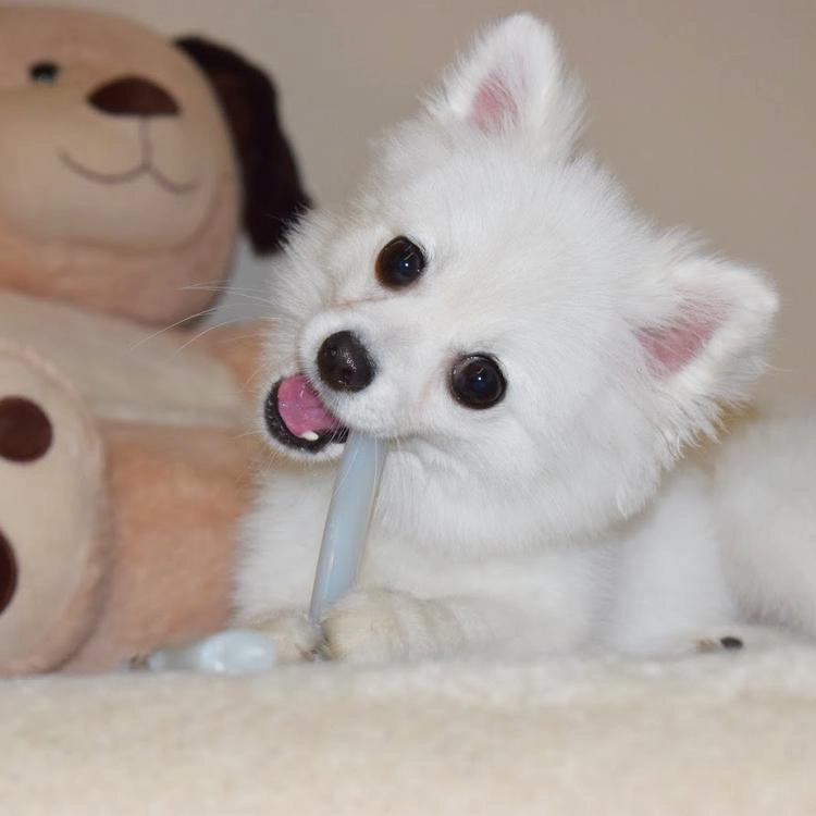 Sporn Marrow Bone Extra Small Dog Toy