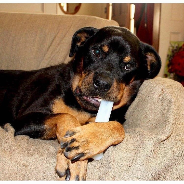 Sporn Marrow Bone Small Dog Toy