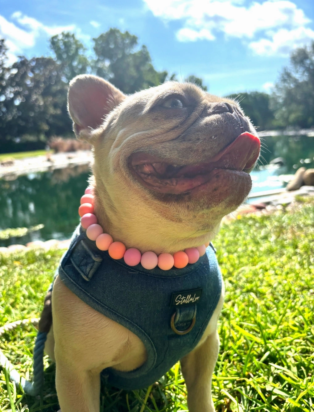 Sugar Plum Pop Beaded Pet Collar