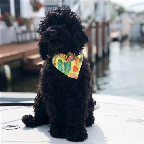 Summer Fun Flip Flop Dog Bandana
