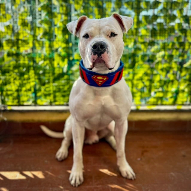 Superdog Collar