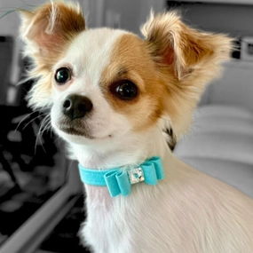 Susan Lanci Big Bow Collection Ultrasuede Collar in Many Colors