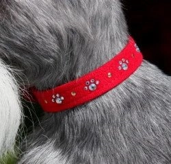 Susan Lanci Crystal Paws Ultrasuede Collars in Many Colors