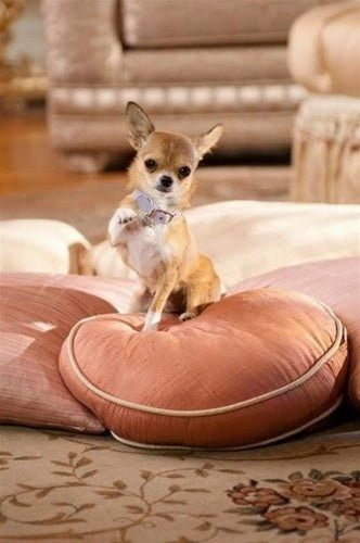 Susan Lanci Plain Ultrasuede Dog Collars in Many Colors