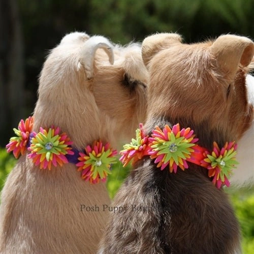 Susan Lanci Sea Urchin Collection Collar in Many Colors