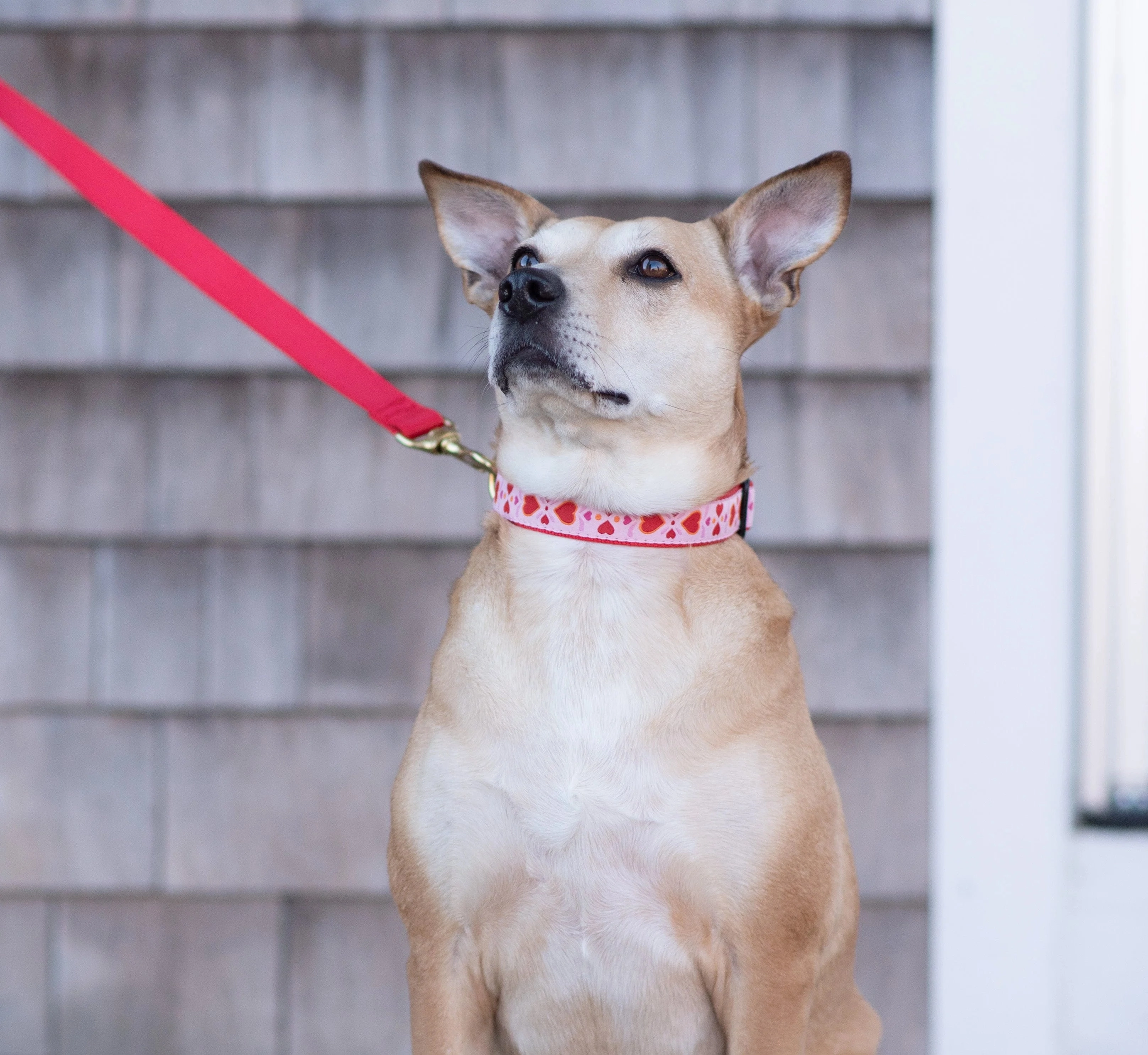 Teacup Collar | Heart to Heart