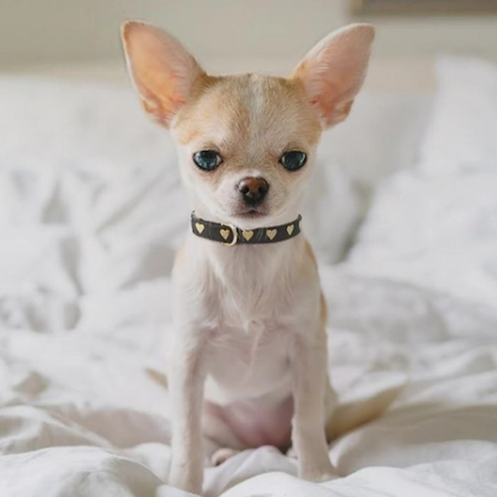 Teacup Collar | Hearts Of Gold