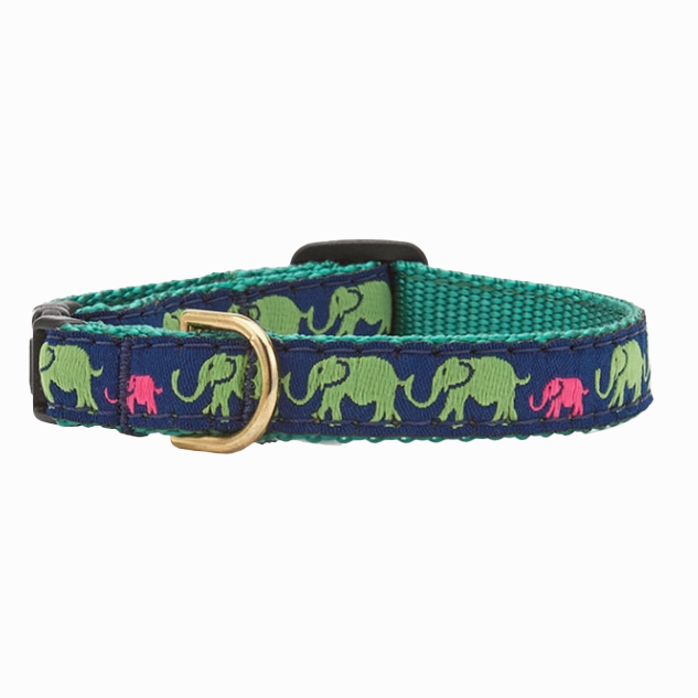 Teacup Collar | Leader Of The Pach