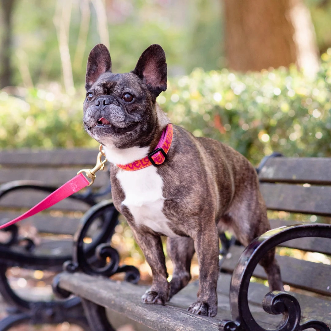 Teacup Collar | Love