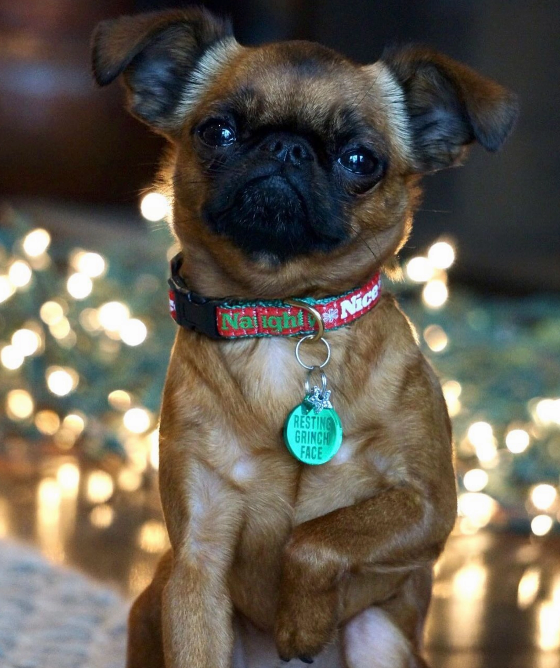 Teacup Collar | Naughty Or Nice