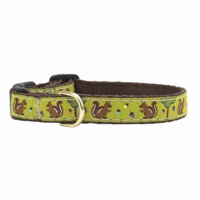 Teacup Collar | Nuts!