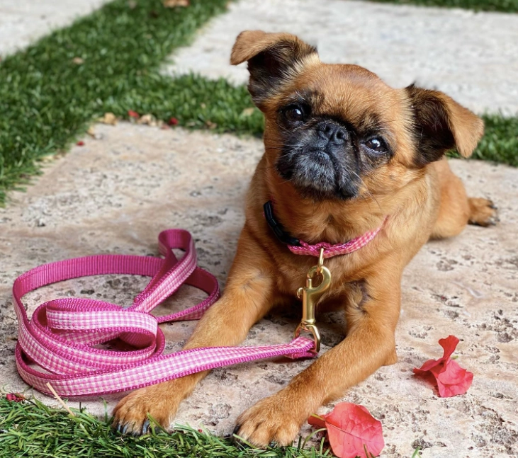 Teacup Leash | Pink Gingham