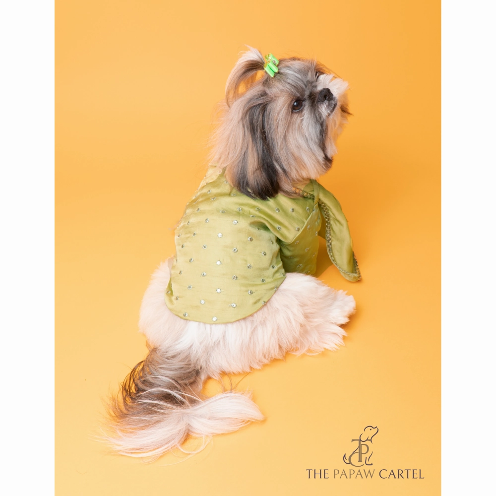 The Papaw Cartel Mirror Sherwani With Dupatta For Dogs (Chokos Green)