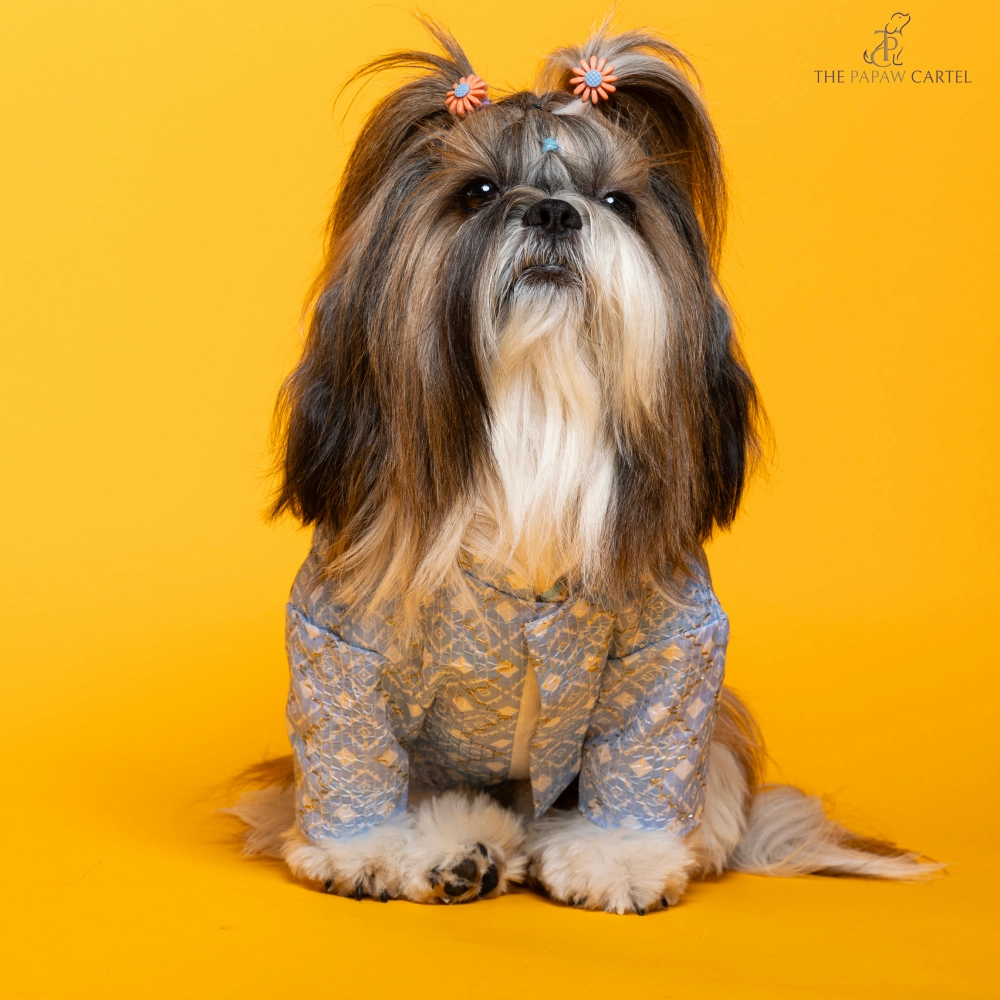 The Papaw Cartel Mosaic Weave Koti with Zari Detailing Sherwani for Dogs (Baby Blue)