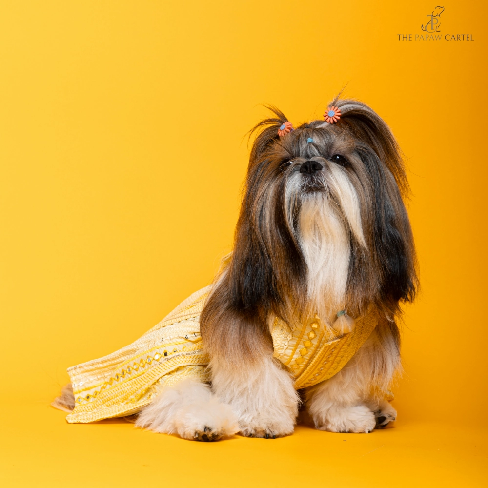 The Papaw Cartel Sunrise Ghagra Choli with Mirror Embroidery for Dogs (Yellow)