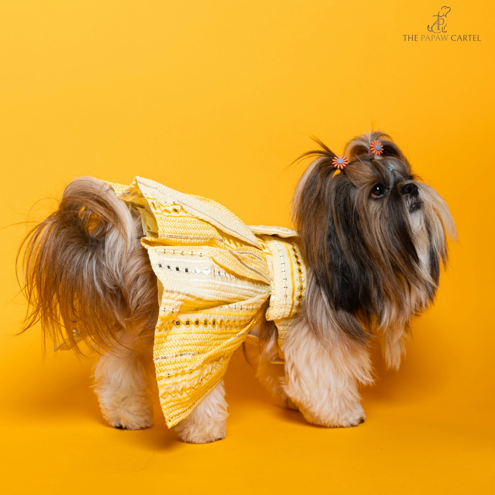 The Papaw Cartel Sunrise Ghagra Choli with Mirror Embroidery for Dogs (Yellow)