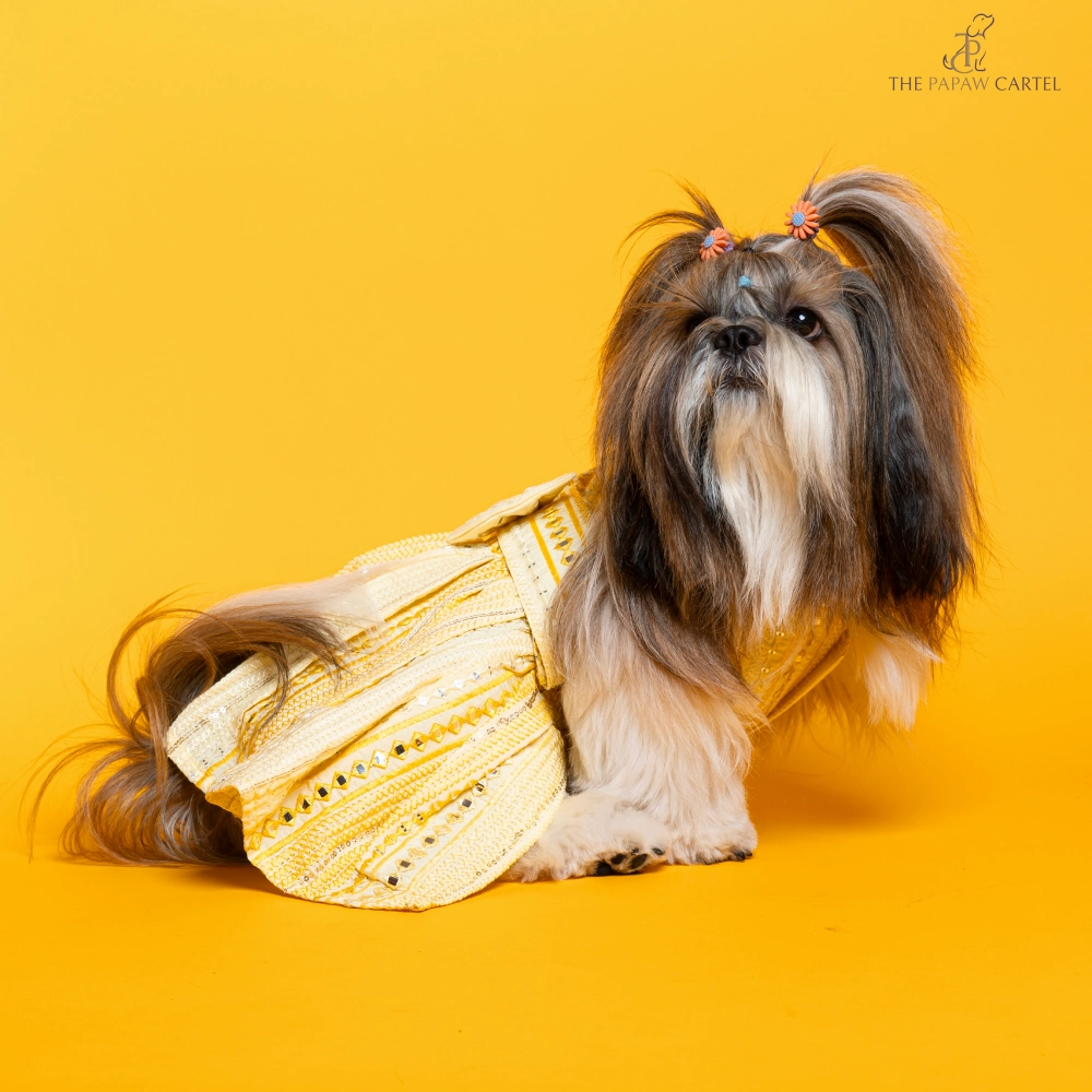 The Papaw Cartel Sunrise Ghagra Choli with Mirror Embroidery for Dogs (Yellow)
