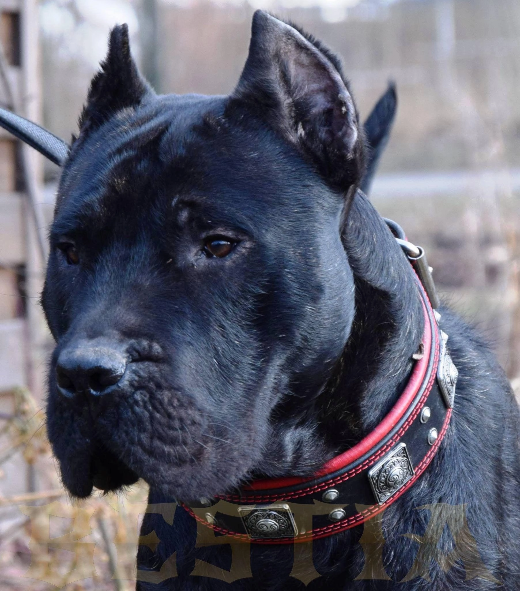 The "Eros" collar 2.5 inch wide black & red