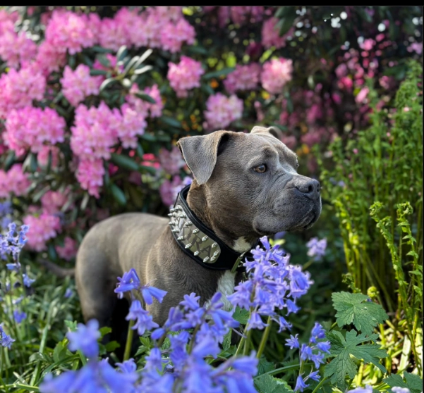 The "Kennel" collar- personalized!