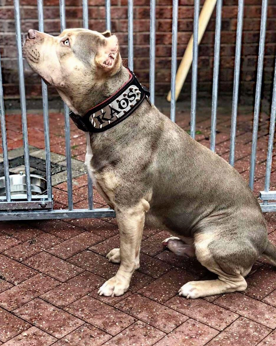 The "Kennel" collar- personalized!