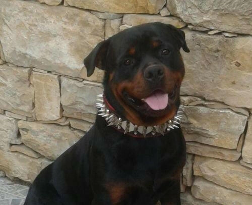 The "Steel" collar
