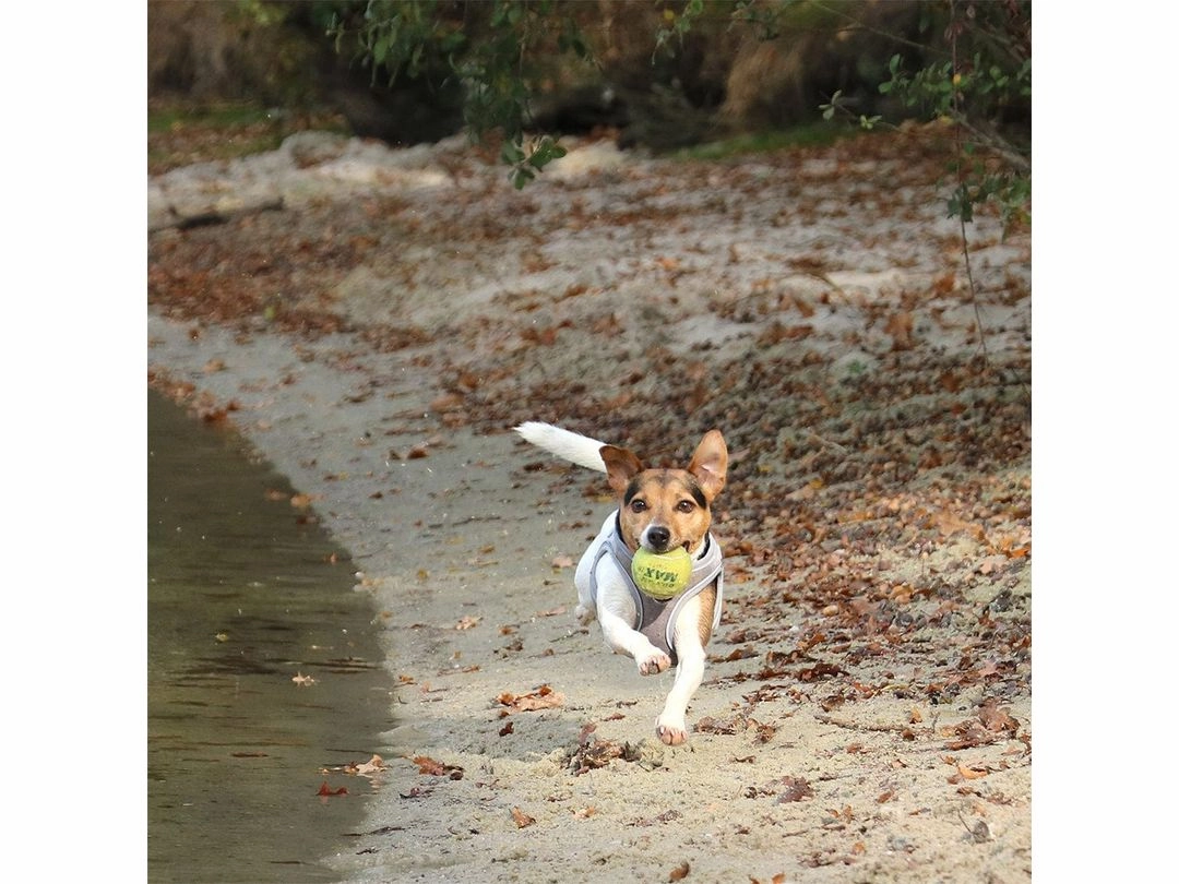 Ultimate Fit Small Dog Harness