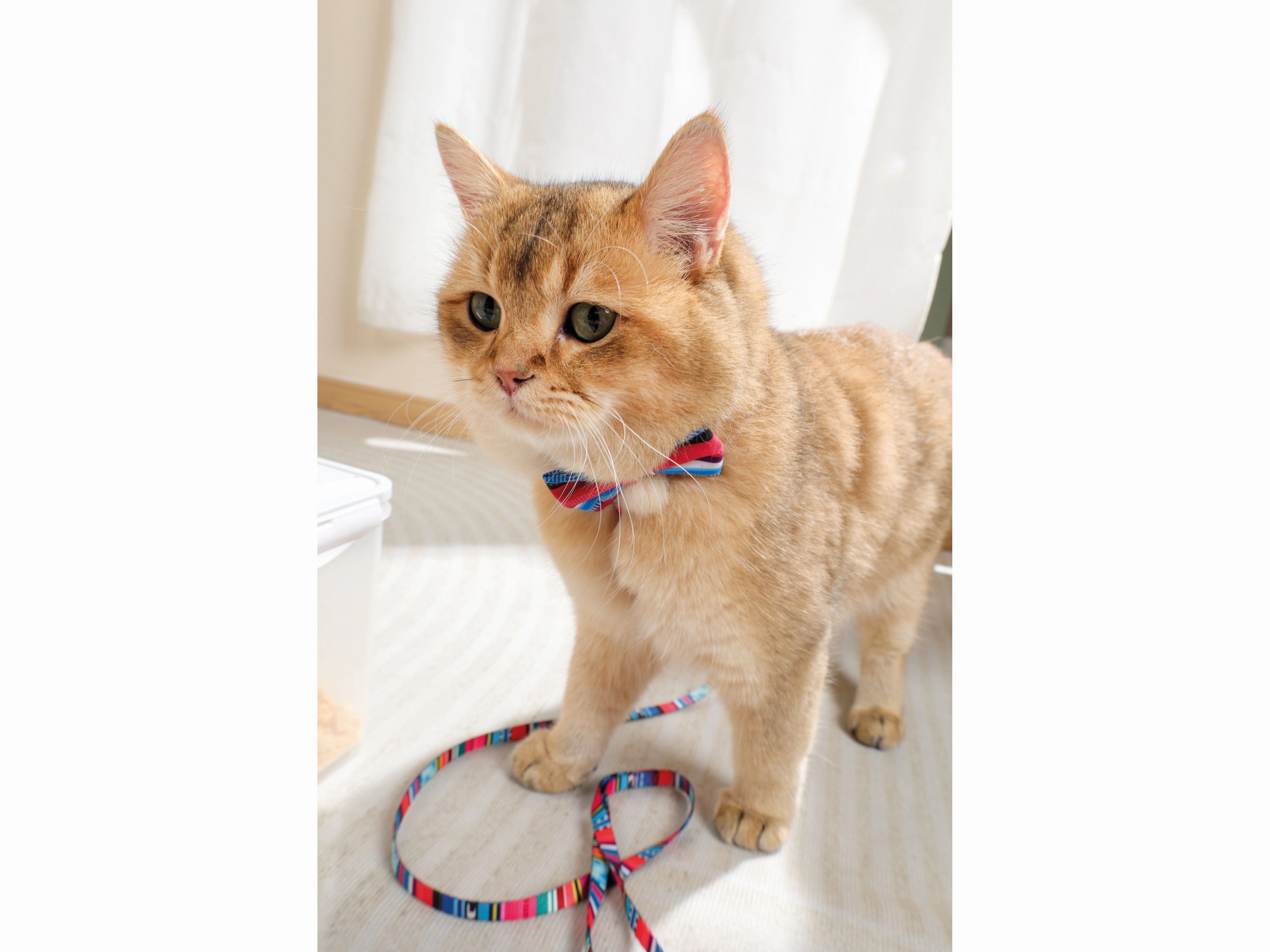 Urban Style Jazz Stripes Bow Tie