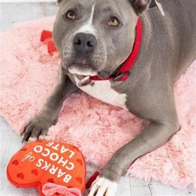 Valentine's Barks of Chocolate Dog Toy