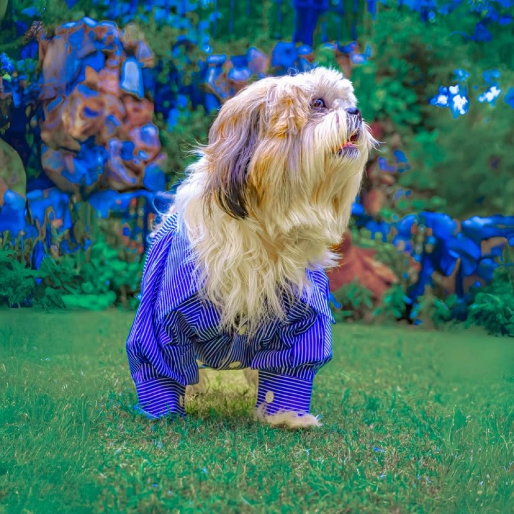 Woofiezz Nautical Party Shirt for Dogs and Cats (Blue)