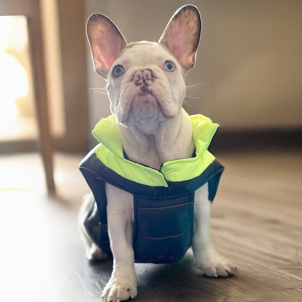 Woofiezz Warm & Comfortable Winter Jackets for Dogs and Cats (Neon Green/Blue)