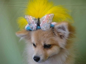 Yellow Feather Butterfly Teal Hat - Cat or Dog