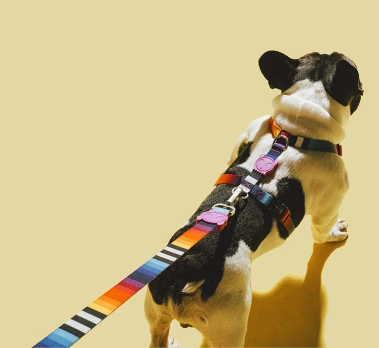 Zee.Dog Dog Leash (Prisma) XS