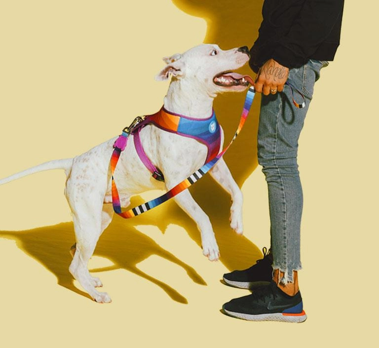 Zee.Dog Dog Leash (Prisma) XS