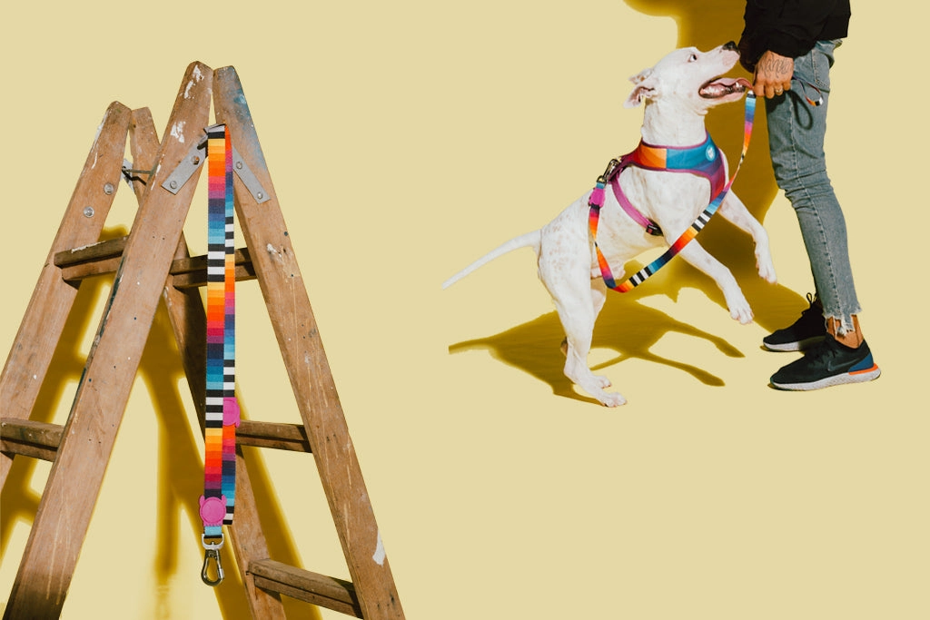 Zee.Dog Dog Leash (Prisma) XS