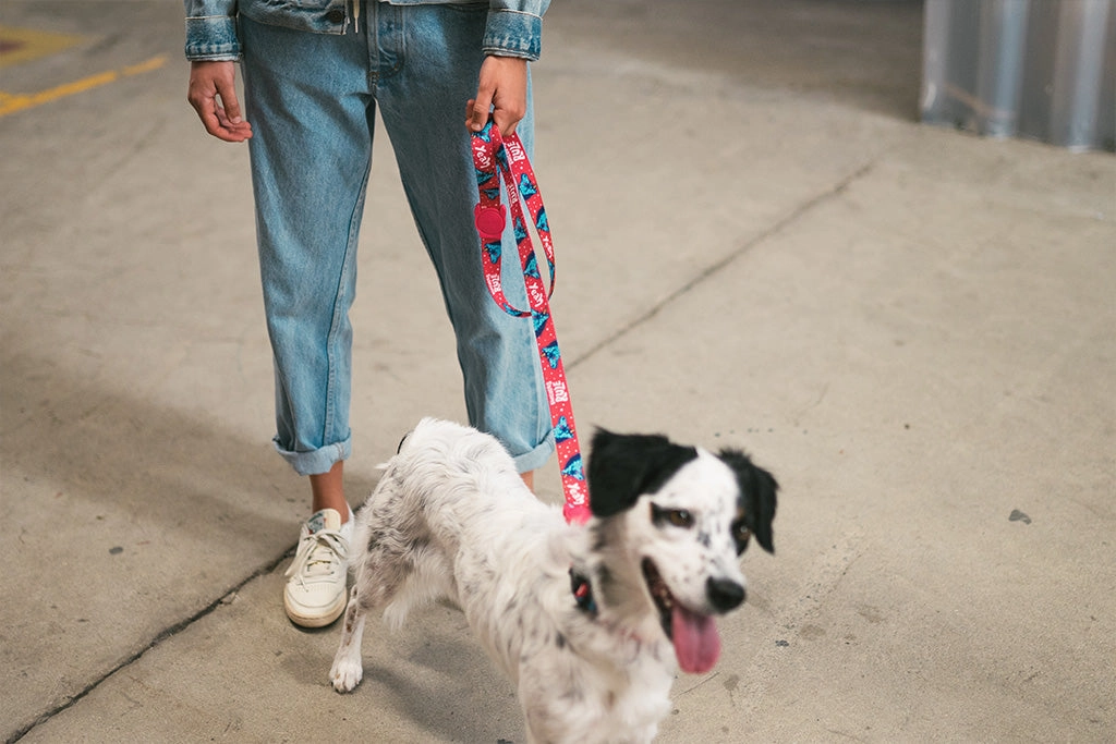 Zee.Dog Dog Leash (Uni)